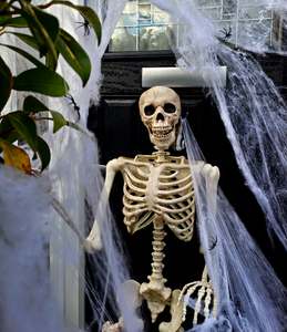 Haus Projekt Halloween 60g White Spider Web Decoration with 30